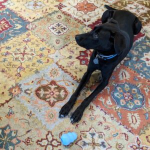 Odin relaxes on a plush rug with his Kong toy