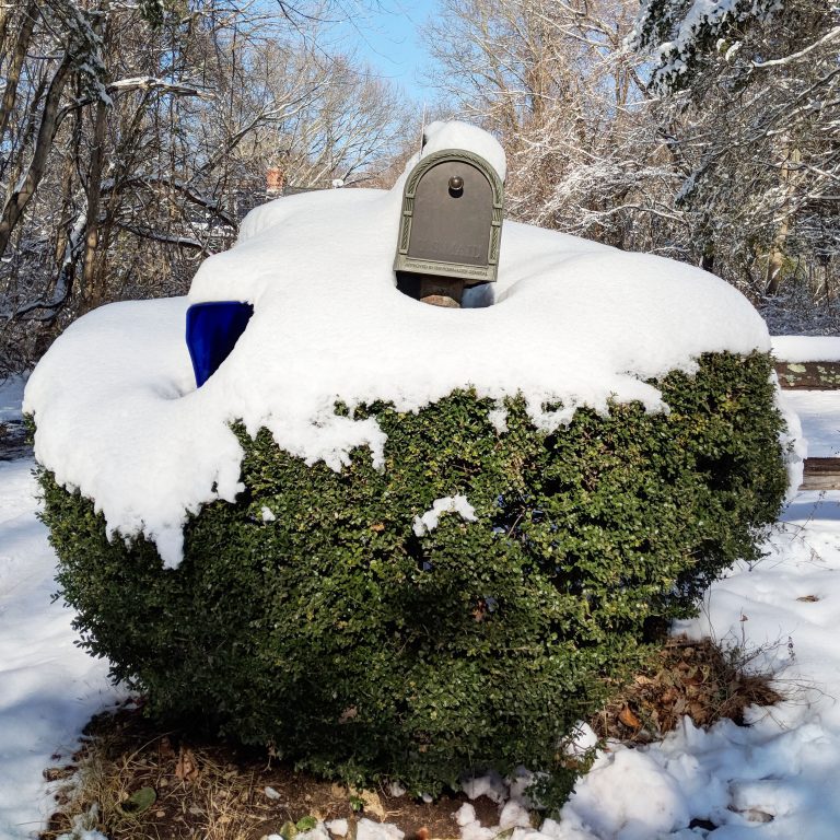 snow covered mail box in bush