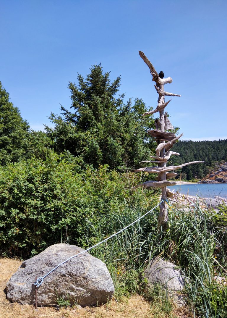 evergreen and driftwood at the beach