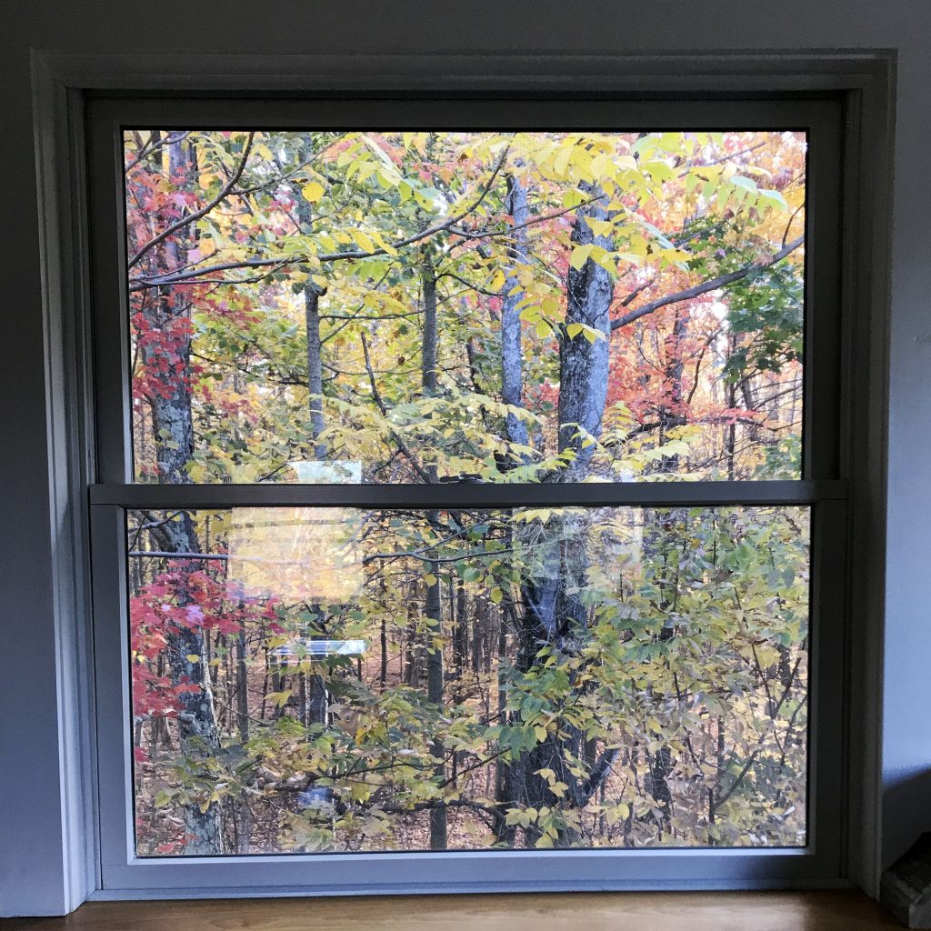 fall leaves out window