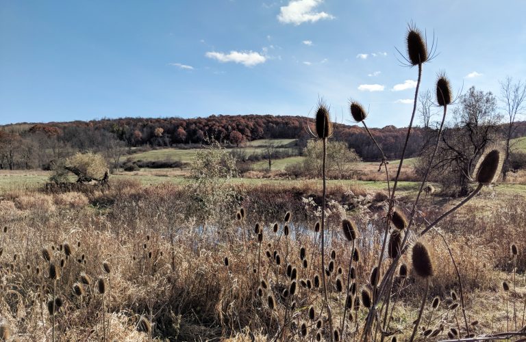 landscape of rolling hills with a pond and cattails