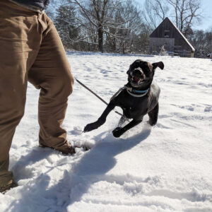 our dog Odin sprinting through the snow in Connecticut