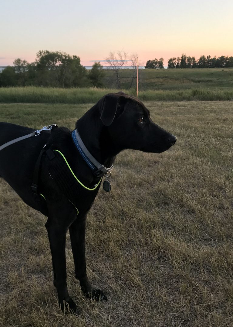 our dog Odin camping at Fort Stevenson state park in North Dakota