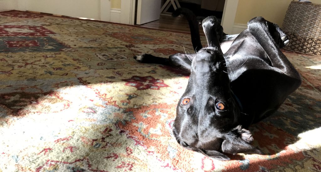 our dog Odin rolling upside down on a rug