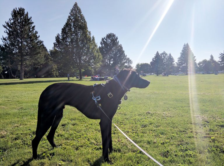 our dog Odin in Idaho Falls on the day of the 2017 eclipse