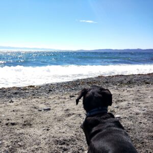 our dog Odin laying down in the sand at a beach in Victoria Canada