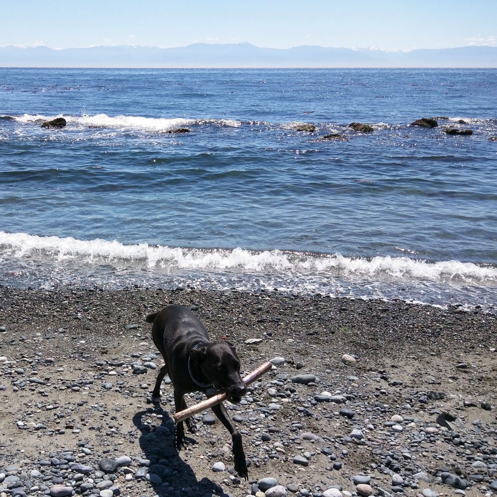our dog Odin playing fetch at a beach in Victoria Canada