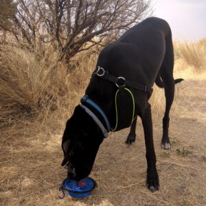 Odin drinks water on a hot day in the Boise foothills