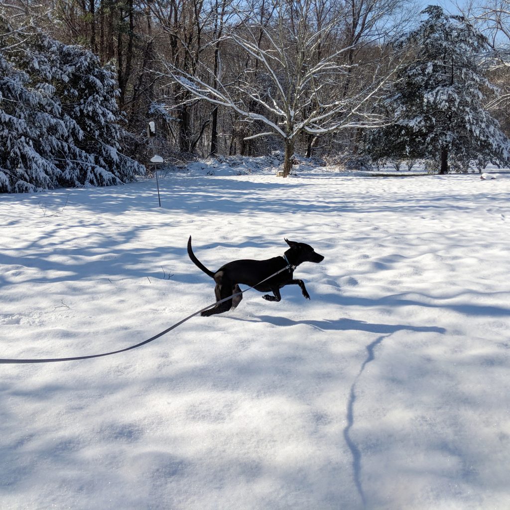 black dog running in the snow