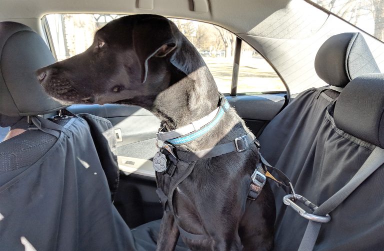 Odin buckled up to the seat belt using a carabiner