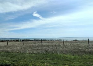field overlooking the ocean on California Highway 1