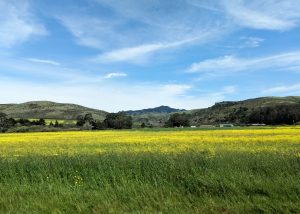 bright yellow field off California Highway 1