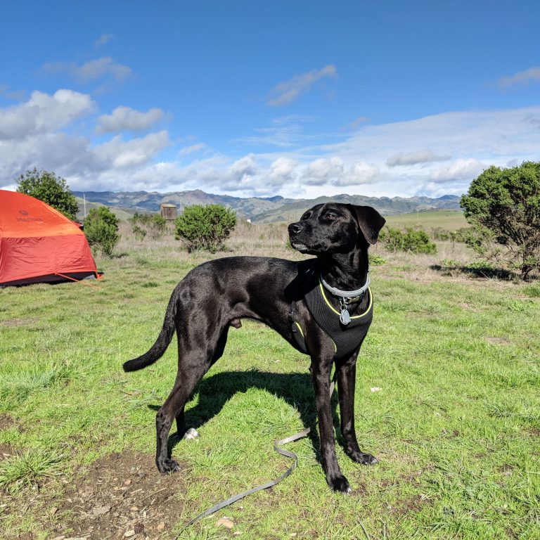 Dog in Hearst San Simeon State Park