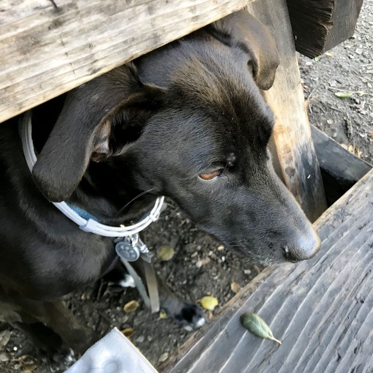 dog under picnic bench at Leo Carrillo State Park