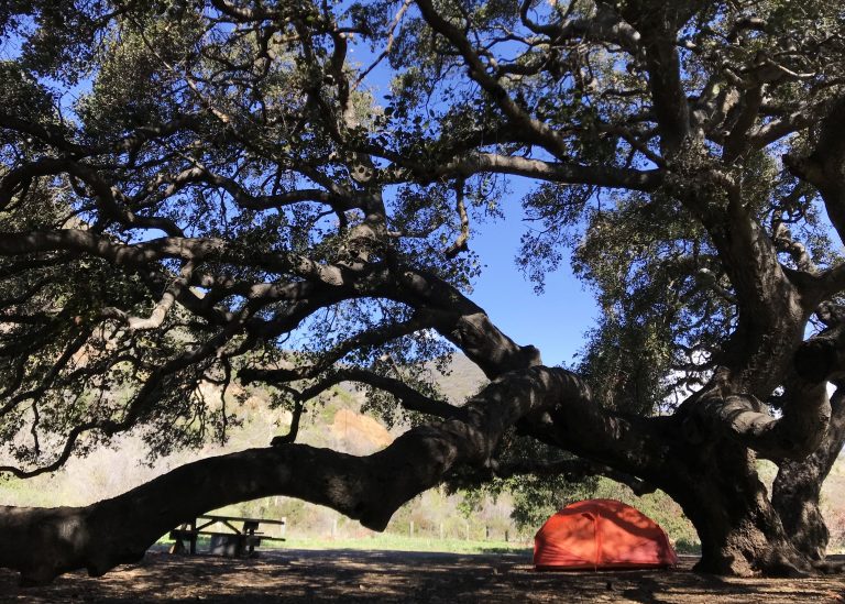 tent under big tree at Leo Carrillo State Park