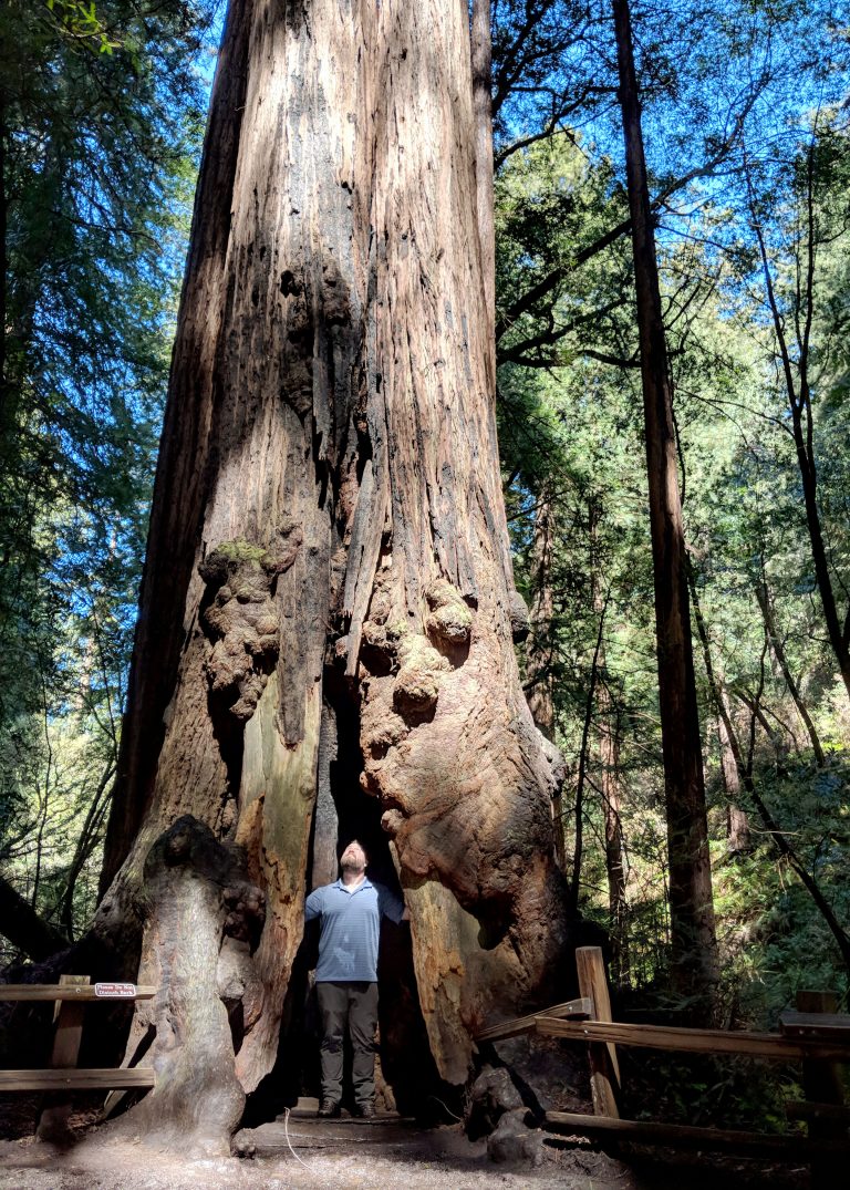big tree with human inside in Muir Woods