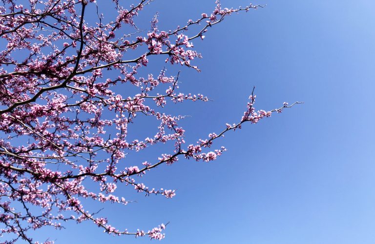 blooming red bud tree branches against blue sky in St Louis
