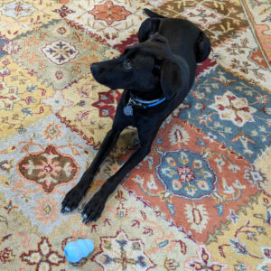 dog on colorful area rug