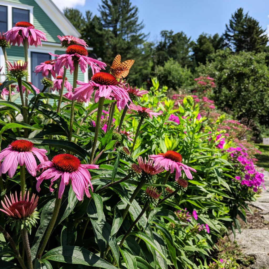 flowers with butterfly at the Cherry Valley Farm Airbnb