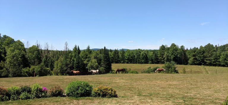 the horses at Cherry Valley Farm Airbnb