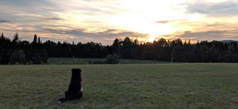 Lucy the farm dog watching the sun set